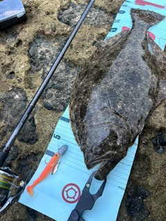 ヒラメの釣果