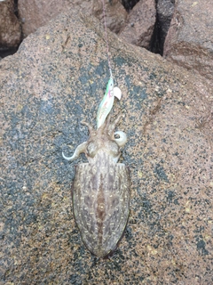 イカの釣果