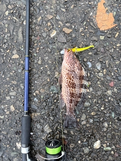 オオモンハタの釣果