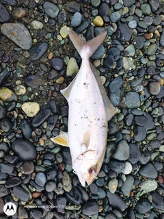 ショゴの釣果