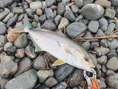 ショゴの釣果