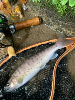 ヤマメの釣果