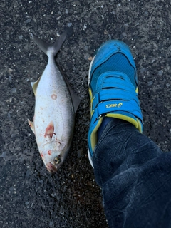 カンパチの釣果