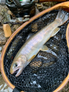 イワナの釣果
