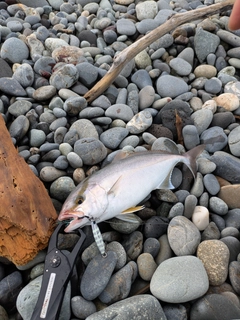 ショゴの釣果
