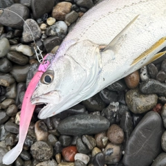 ニベの釣果