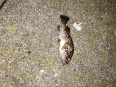 クロソイの釣果