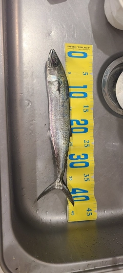 サゴシの釣果