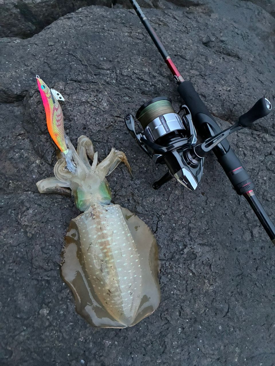 SHIMANO 21セフィア XR S79Mの最安値・インプレ・釣果 | 本音の口コミ