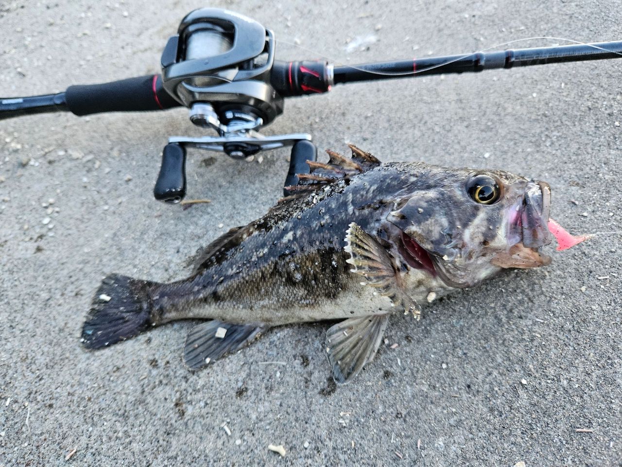 SHIMANO 21ゾディアス (パックロッド) C610M-5の最安値・インプレ