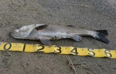 スズキの釣果