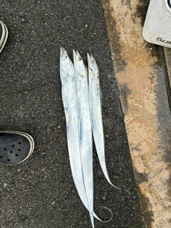 タチウオの釣果