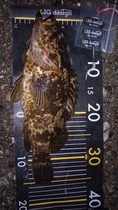 タケノコメバルの釣果