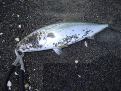 イナダの釣果