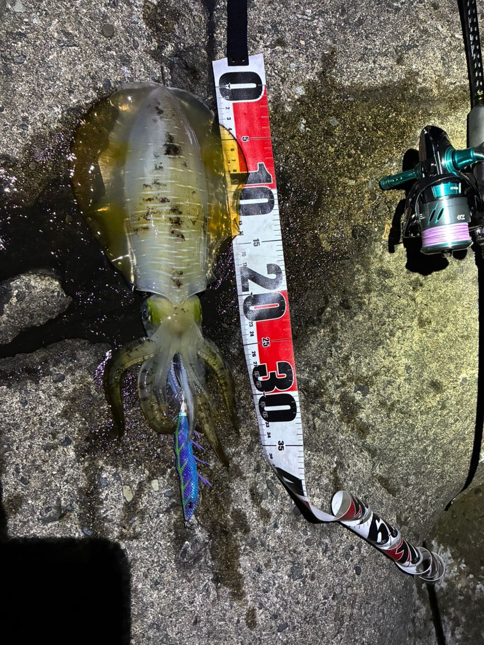 SHIMANO 22セフィア BB S86MLの最安値・インプレ・釣果 | 本音の口コミ