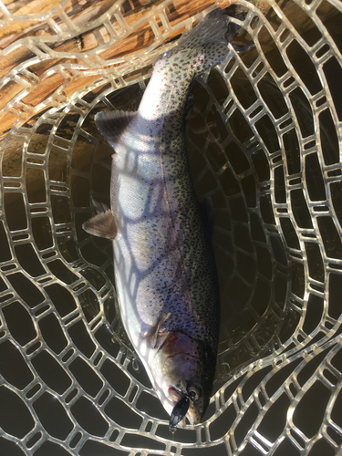 ニジマスの釣果