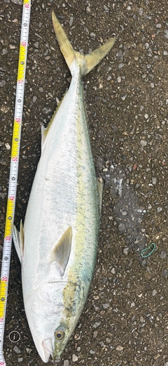 ブリの釣果