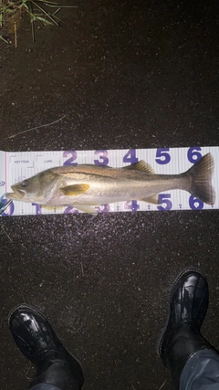 シーバスの釣果