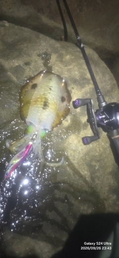アオリイカの釣果