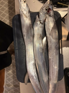 タチウオの釣果