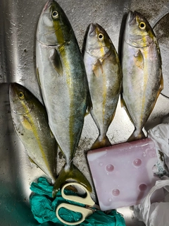 ワカシの釣果