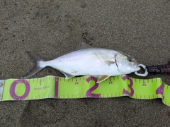 ショゴの釣果