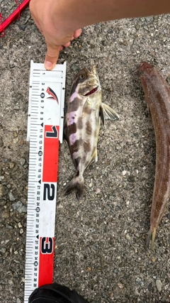 エソの釣果