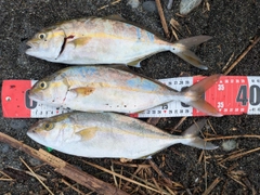 ショゴの釣果
