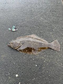 ヒラメの釣果