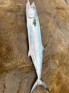 サゴシの釣果