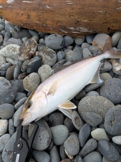 ショゴの釣果