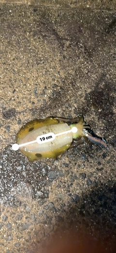 アオリイカの釣果