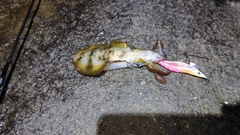ワカシの釣果