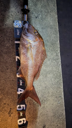 マダイの釣果