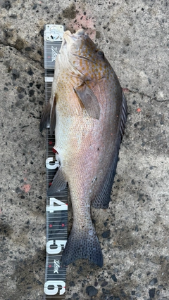 コロダイの釣果