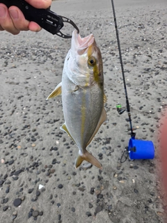 ショゴの釣果