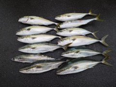 メジロの釣果