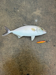 ショゴの釣果
