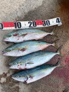 フクラギの釣果
