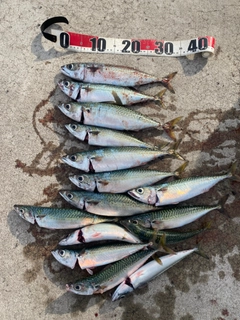 サバの釣果