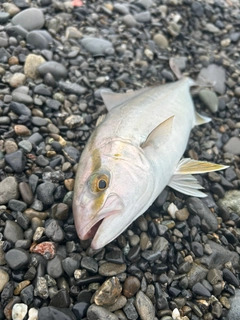 ショゴの釣果