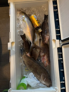 オオモンハタの釣果