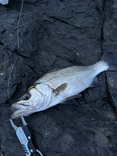 ヒラスズキの釣果