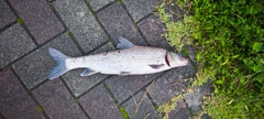 ニゴイの釣果
