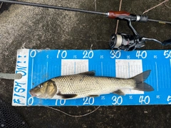 ニゴイの釣果