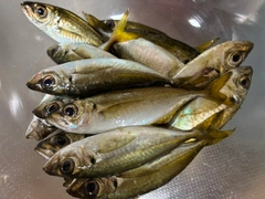 アジの釣果