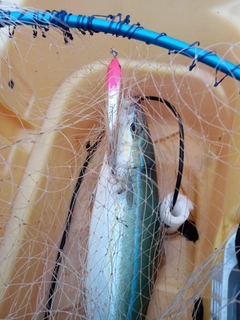 ツムブリの釣果