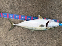 ブリの釣果