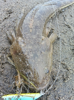 マゴチの釣果