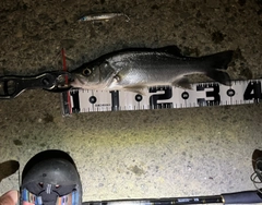 セイゴ（ヒラスズキ）の釣果